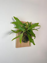 Load image into Gallery viewer, Staghorn Fern on Premium Wall Mounted Plaque

