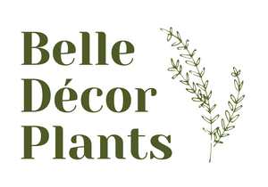 Belle Decor Plants