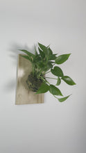 Load and play video in Gallery viewer, Jade Pothos on Premium Wall Mounted Plaque

