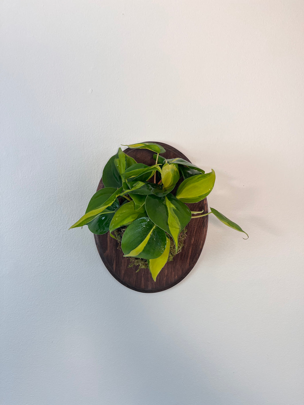 Wall Mounted Philodendron Brasil on Custom Wood Plaque