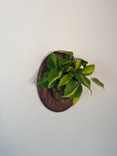 Load image into Gallery viewer, Wall Mounted Philodendron Brasil on Custom Wood Plaque
