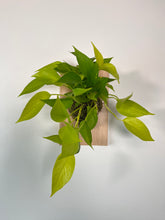 Load image into Gallery viewer, Neon Pothos on Premium Wall Mounted Plaque
