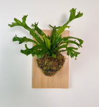 Load image into Gallery viewer, Crissie Birds Nest on Premium Wall Mounted Plaque
