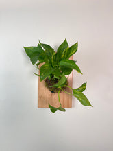 Load image into Gallery viewer, Golden Pothos on Premium Wall Mounted Plaque
