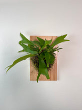 Load image into Gallery viewer, Staghorn Fern on Premium Wall Mounted Plaque
