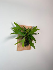 Staghorn Fern on Premium Wall Mounted Plaque