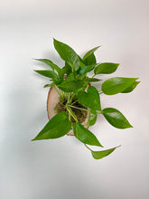 Load image into Gallery viewer, Jade Pothos on Live Edge Wall Mounted Plaque
