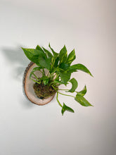 Load image into Gallery viewer, Golden Pothos on Live Edge Wall Mounted Plaque

