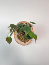 Load image into Gallery viewer, Philodendron Mican on Live Edge Wall Mounted Plaque
