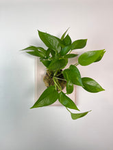 Load image into Gallery viewer, Jade Pothos on Custom Wall Mounted Plaque
