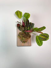Load image into Gallery viewer, Red Maranta Prayer Plant on Custom Wall Mounted Plaque
