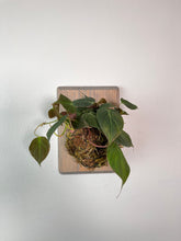 Load image into Gallery viewer, Philodendron Mican on Custom Wall Mounted Plaque
