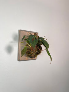 Philodendron Mican on Custom Wall Mounted Plaque