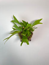 Load image into Gallery viewer, Staghorn Fern on Custom Wall Mounted Plaque
