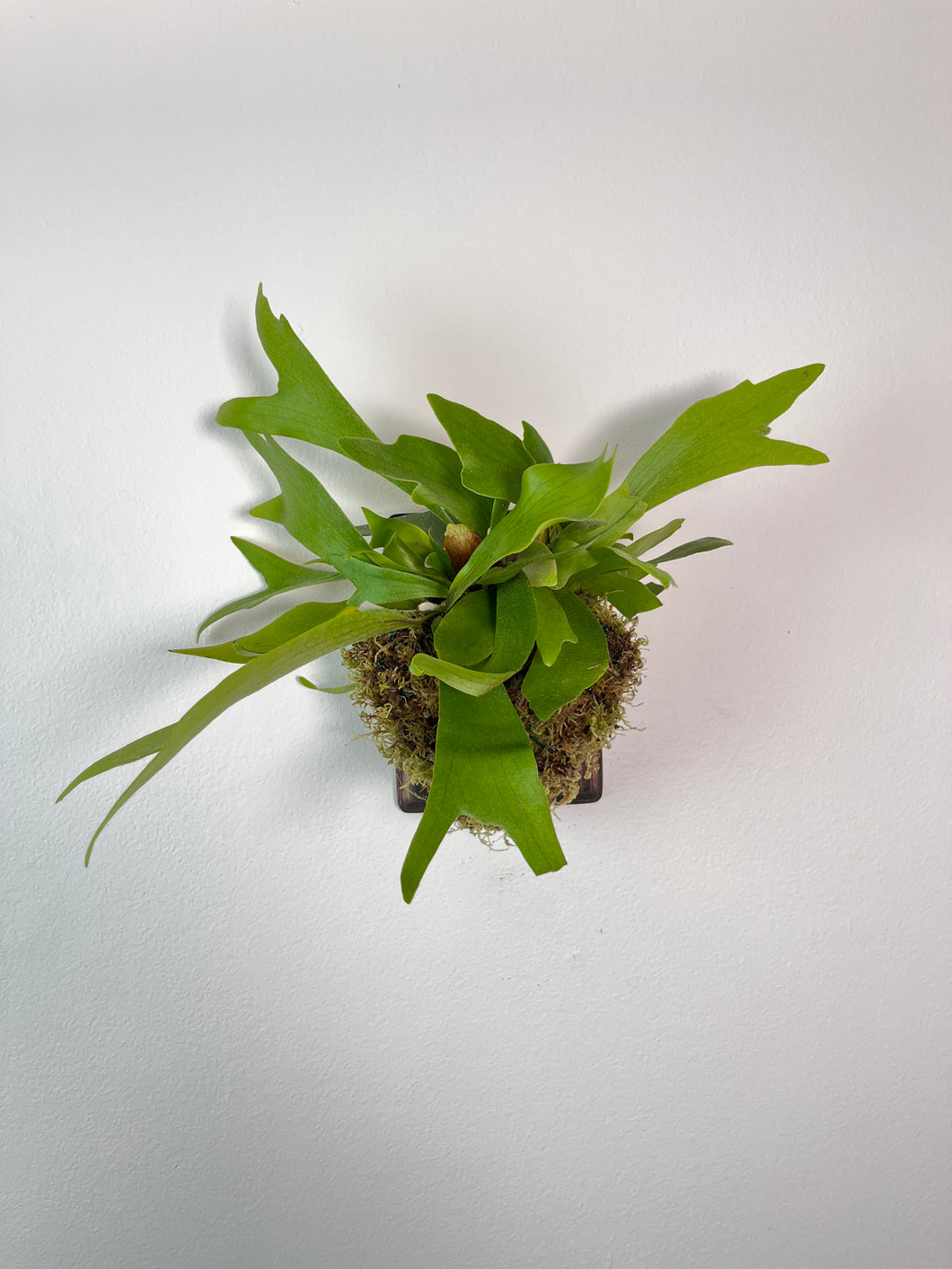 Staghorn Fern on Custom Wall Mounted Plaque