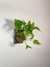 Load image into Gallery viewer, Golden Pothos on Custom Wall Mounted Plaque
