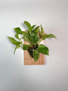 Marble Pothos on Premium Wall Mounted Plaque