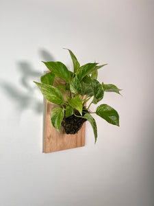 Marble Pothos on Premium Wall Mounted Plaque