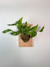 Load image into Gallery viewer, Monstera Swiss Cheese on Premium Wall Mounted Plaque
