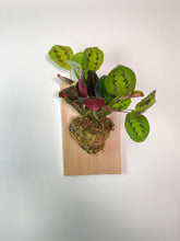 Load image into Gallery viewer, Red Maranta Prayer Plant on Premium Wall Mounted Plaque
