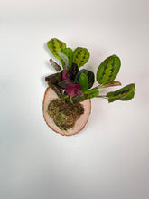 Load image into Gallery viewer, Red Maranta Prayer Plant on Live Edge Wall Mounted Plaque
