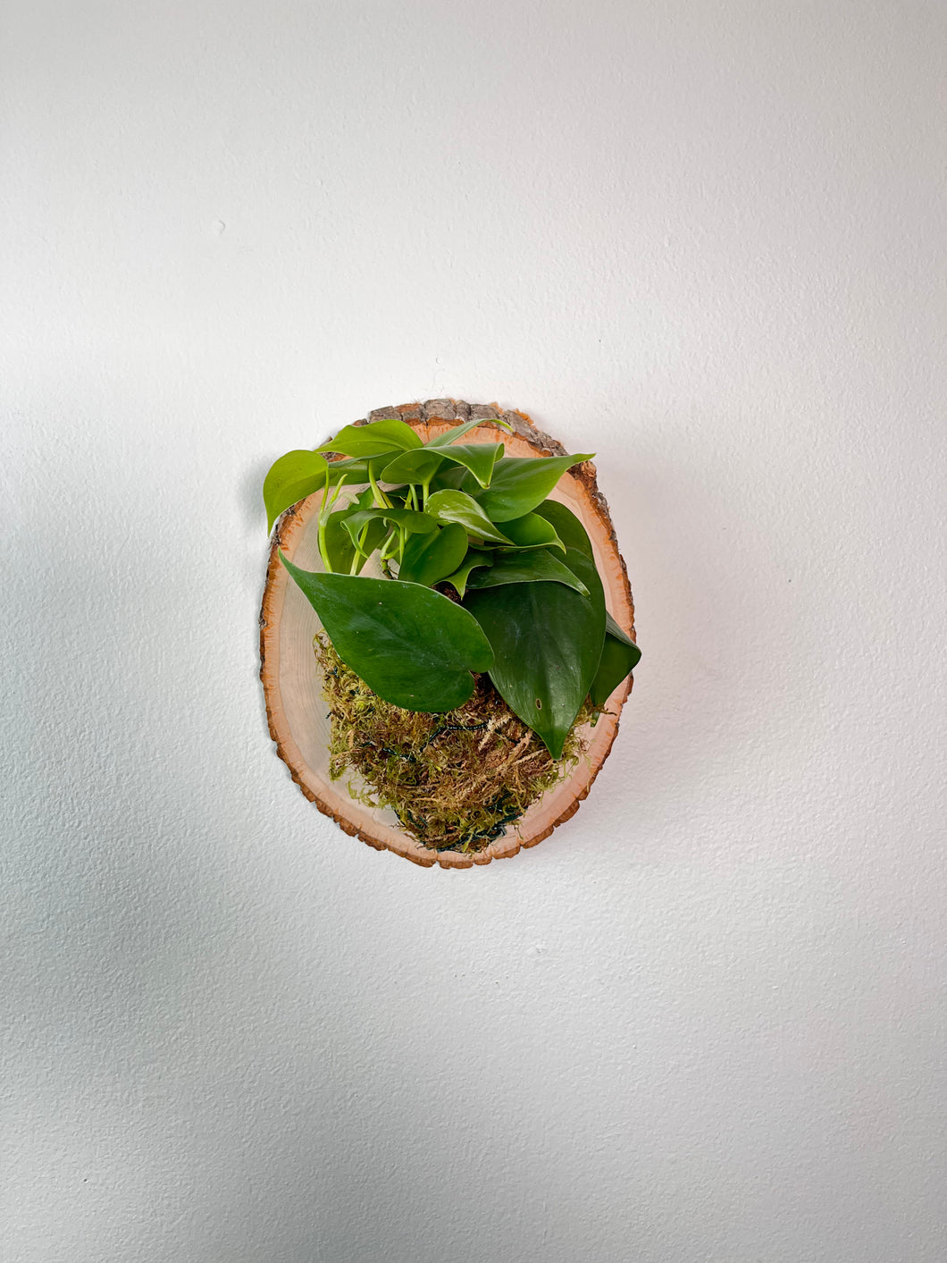 Wall Mounted Philodendron Heartleaf on Live Edge Plaque
