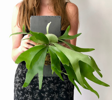 Load image into Gallery viewer, Staghorn Fern on Stone Slate Wall Mounted Plaque
