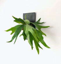 Load image into Gallery viewer, Staghorn Fern on Stone Slate Wall Mounted Plaque
