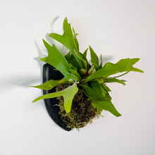 Load image into Gallery viewer, Staghorn Fern on Custom Wall Mounted Plaque
