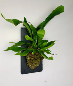 Staghorn Fern on Stone Slate Wall Mounted Plaque