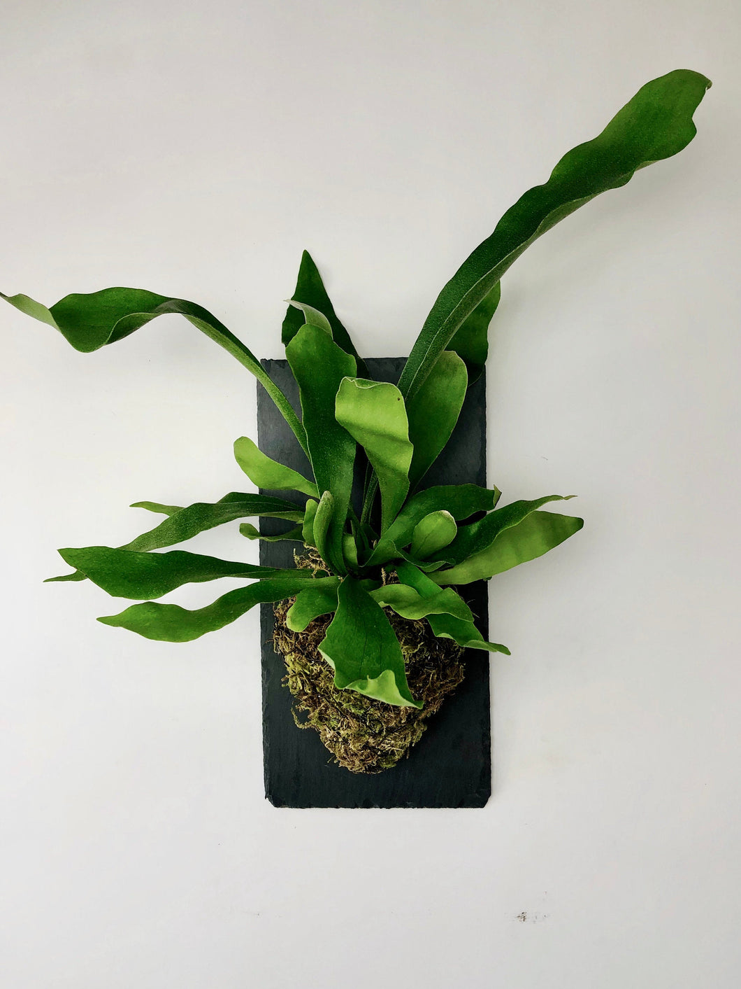 Staghorn Fern on Stone Slate Wall Mounted Plaque