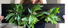 Load image into Gallery viewer, Three Staghorn Ferns Mounted on a Pine Wall Mounted Plaque
