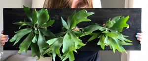 Three Staghorn Ferns Mounted on a Pine Wall Mounted Plaque