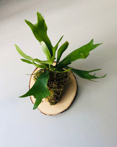 Staghorn Fern on Live Edge Wall Mounted Plaque