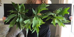 Three Staghorn Ferns Mounted on a Pine Wall Mounted Plaque